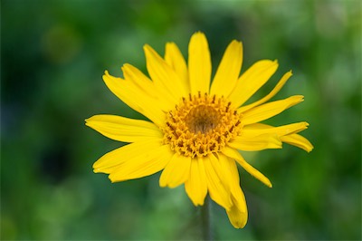 arnica-1.jpg