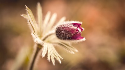 pulsatilla-1.jpg